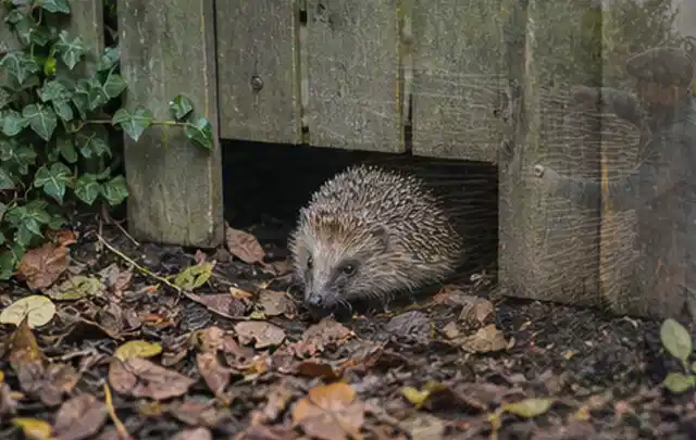 Igel nutzt einen bodennahen Durchgang unter einem hölzernen Gartenzaun; Thema Poolabdeckungen, Schwerpunkt Gärten mit kleiner Fläche; Kontrolle.