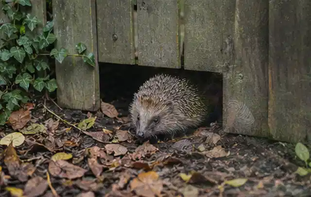 Igel nutzt einen bodennahen Durchgang unter einem hölzernen Gartenzaun; Thema Poolabdeckungen, Schwerpunkt Kaufberatung; Ausgangslage.
