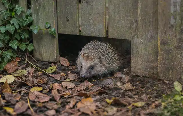 Igel nutzt einen bodennahen Durchgang unter einem hölzernen Gartenzaun; Thema Poolabdeckungen, Schwerpunkt Kosten; Ergebnis.