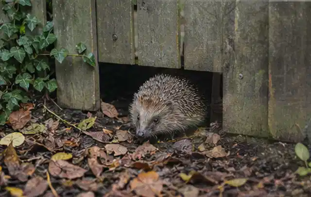 Igel nutzt einen bodennahen Durchgang unter einem hölzernen Gartenzaun; Thema Poolabdeckungen, Schwerpunkt Nachhaltigkeit; Praxisalltag.