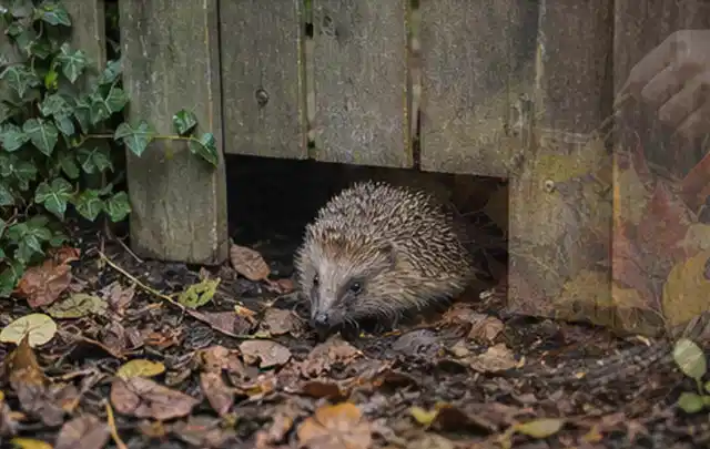 Igel nutzt einen bodennahen Durchgang unter einem hölzernen Gartenzaun; Thema Poolabdeckungen, Schwerpunkt Pools; Kontrolle.