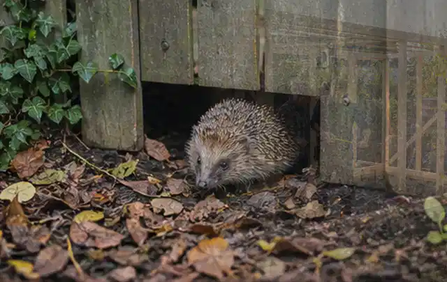 Igel nutzt einen bodennahen Durchgang unter einem hölzernen Gartenzaun; Thema Poolabdeckungen, Schwerpunkt Reinigung; Kontrolle.