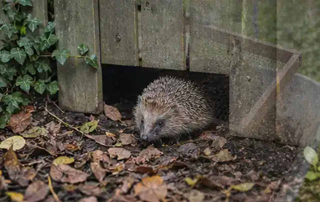 Igel nutzt einen bodennahen Durchgang unter einem hölzernen Gartenzaun; Thema Poolabdeckungen, Schwerpunkt Sicherheit; Ausgangslage.