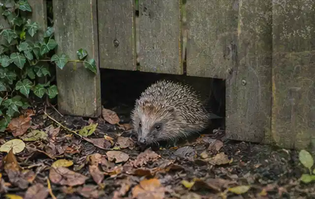 Igel nutzt einen bodennahen Durchgang unter einem hölzernen Gartenzaun; Thema Poolabdeckungen, Schwerpunkt Systemvergleich; Praxisalltag.