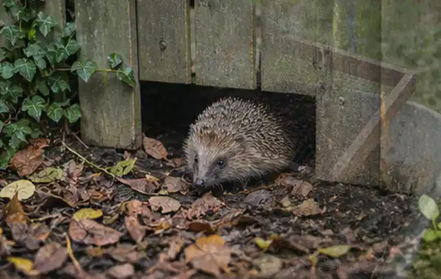 Igel nutzt einen bodennahen Durchgang unter einem hölzernen Gartenzaun; Thema Poolabdeckungen, Schwerpunkt Testkriterien; Kontrolle.