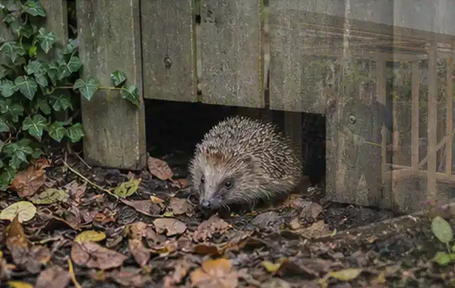 Igel nutzt einen bodennahen Durchgang unter einem hölzernen Gartenzaun; Thema Poolabdeckungen, Schwerpunkt Wartung; Umsetzung.