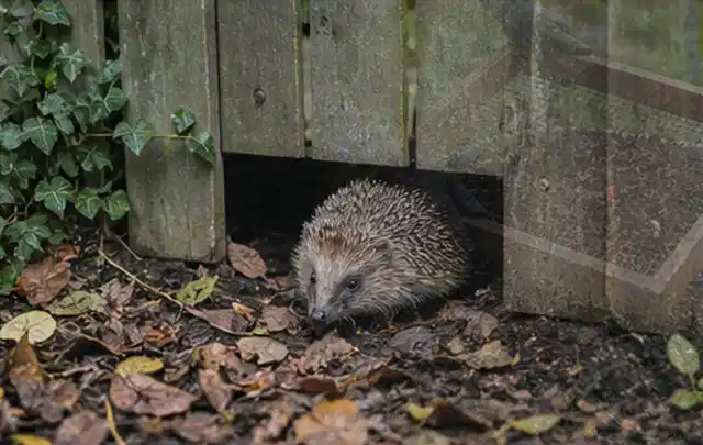 Igel nutzt einen bodennahen Durchgang unter einem hölzernen Gartenzaun; Thema Poolchemie, Schwerpunkt Anwendung; Praxisalltag.