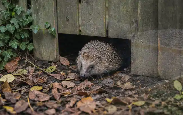 Igel nutzt einen bodennahen Durchgang unter einem hölzernen Gartenzaun; Thema Poolchemie, Schwerpunkt Checkliste; Ergebnis.