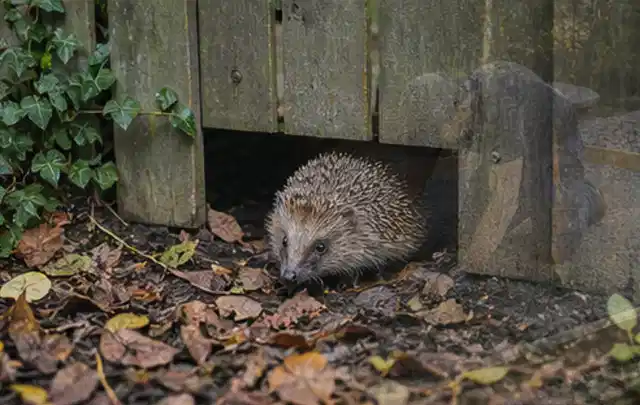 Igel nutzt einen bodennahen Durchgang unter einem hölzernen Gartenzaun; Thema Poolchemie, Schwerpunkt Fehlerhilfe; Umsetzung.