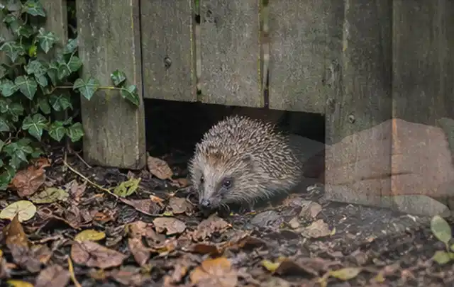 Igel nutzt einen bodennahen Durchgang unter einem hölzernen Gartenzaun; Thema Poolchemie, Schwerpunkt Kosten; Ausgangslage.