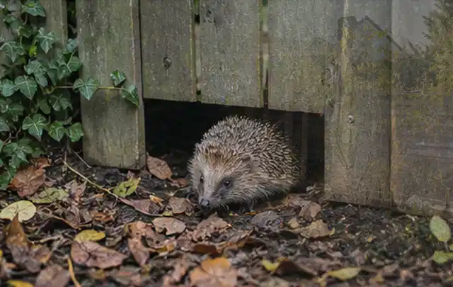 Igel nutzt einen bodennahen Durchgang unter einem hölzernen Gartenzaun; Thema Poolchemie, Schwerpunkt Nachhaltigkeit; Praxisalltag.
