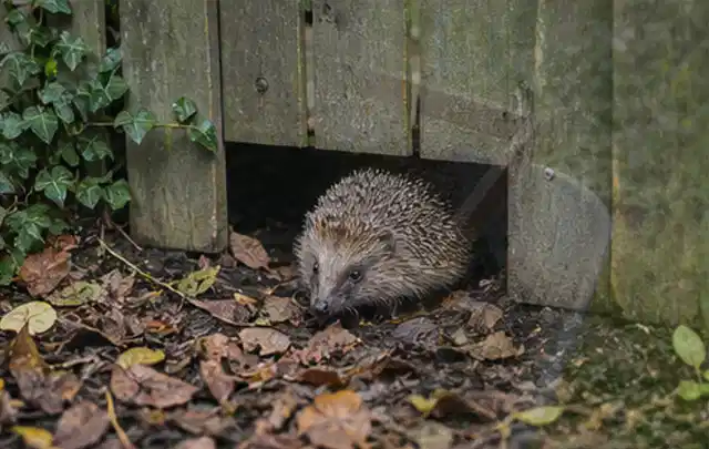 Igel nutzt einen bodennahen Durchgang unter einem hölzernen Gartenzaun; Thema Poolchemie, Schwerpunkt Sicherheit; Umsetzung.
