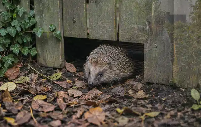 Igel nutzt einen bodennahen Durchgang unter einem hölzernen Gartenzaun; Thema Poolchemie, Schwerpunkt Systemvergleich; Praxisalltag.