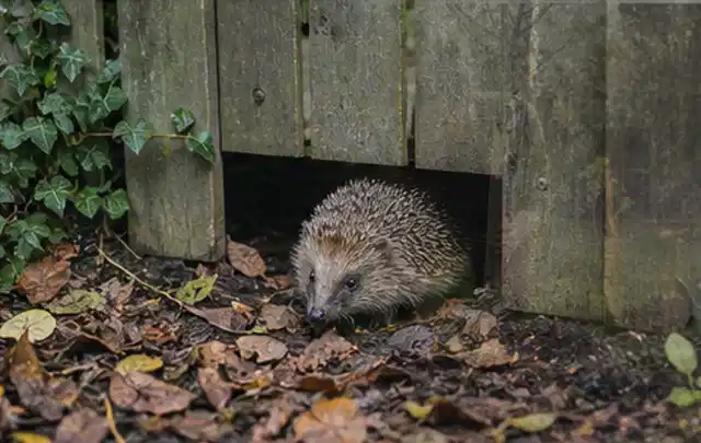Igel nutzt einen bodennahen Durchgang unter einem hölzernen Gartenzaun; Thema Poolchemie, Schwerpunkt Testkriterien; Umsetzung.