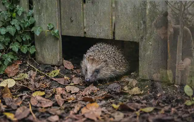 Igel nutzt einen bodennahen Durchgang unter einem hölzernen Gartenzaun; Thema Poolfilter, Schwerpunkt Anwendung; Praxisalltag.