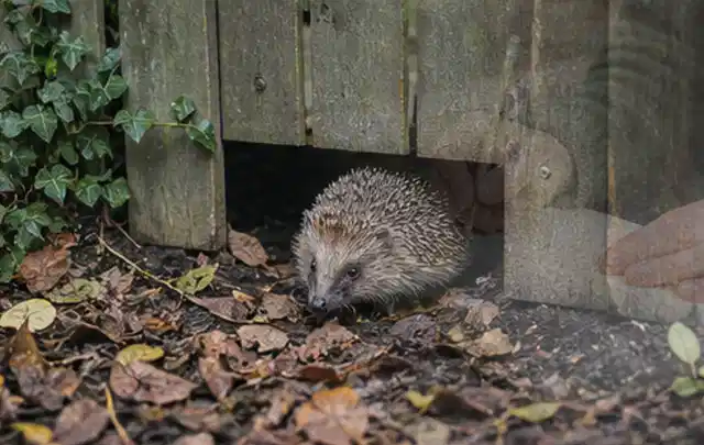 Igel nutzt einen bodennahen Durchgang unter einem hölzernen Gartenzaun; Thema Poolfilter, Schwerpunkt Bestenliste; Ergebnis.