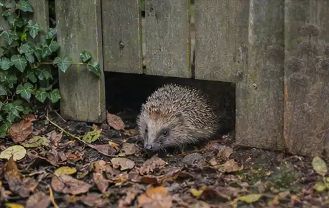 Igel nutzt einen bodennahen Durchgang unter einem hölzernen Gartenzaun; Thema Poolfilter, Schwerpunkt Dimensionierung; Praxisalltag.