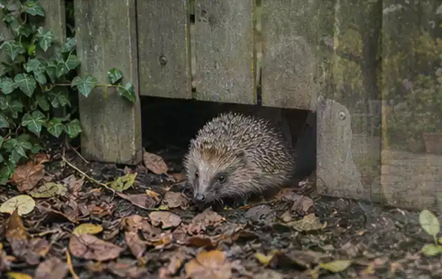 Igel nutzt einen bodennahen Durchgang unter einem hölzernen Gartenzaun; Thema Poolfilter, Schwerpunkt Fehlerhilfe; Praxisalltag.