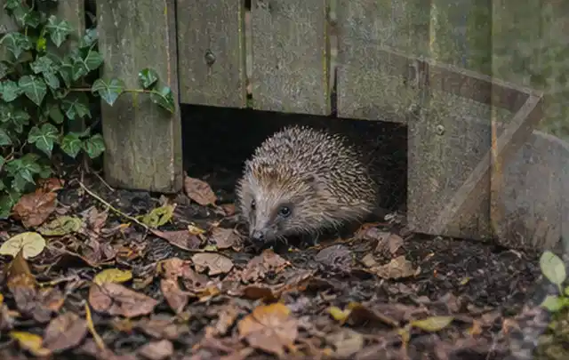 Igel nutzt einen bodennahen Durchgang unter einem hölzernen Gartenzaun; Thema Poolfilter, Schwerpunkt Kosten; Umsetzung.