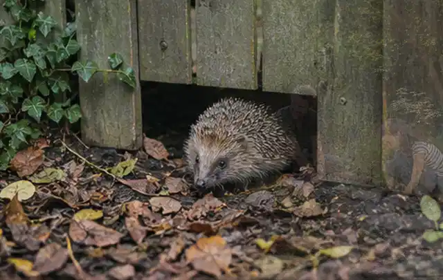 Igel nutzt einen bodennahen Durchgang unter einem hölzernen Gartenzaun; Thema Poolfilter, Schwerpunkt Leistung; Umsetzung.