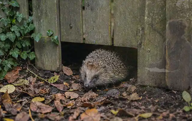 Igel nutzt einen bodennahen Durchgang unter einem hölzernen Gartenzaun; Thema Poolfilter, Schwerpunkt Nachhaltigkeit; Kontrolle.