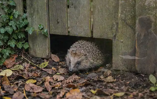 Igel nutzt einen bodennahen Durchgang unter einem hölzernen Gartenzaun; Thema Poolfilter, Schwerpunkt Pools; Umsetzung.