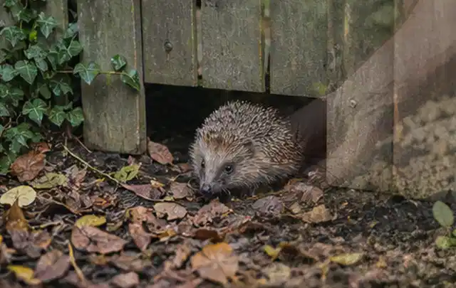 Igel nutzt einen bodennahen Durchgang unter einem hölzernen Gartenzaun; Thema Poolfilter, Schwerpunkt Reparatur; Kontrolle.