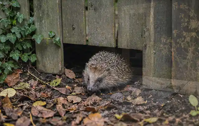 Igel nutzt einen bodennahen Durchgang unter einem hölzernen Gartenzaun; Thema Poolfilter, Schwerpunkt Systemvergleich; Ergebnis.