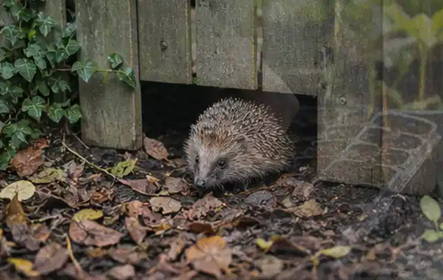 Igel nutzt einen bodennahen Durchgang unter einem hölzernen Gartenzaun; Thema Poolfilter, Schwerpunkt Testkriterien; Kontrolle.