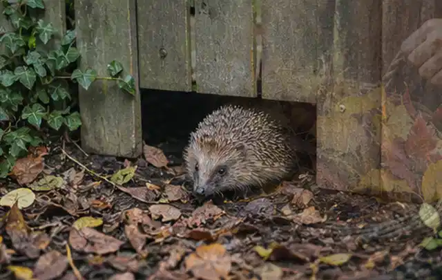 Igel nutzt einen bodennahen Durchgang unter einem hölzernen Gartenzaun; Thema Poolfilter, Schwerpunkt Winterlager; Ergebnis.