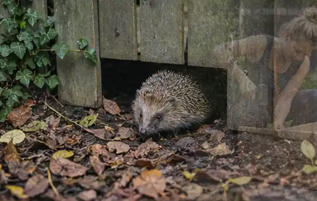 Igel nutzt einen bodennahen Durchgang unter einem hölzernen Gartenzaun; Thema Poolheizungen, Schwerpunkt Anwendung; Praxisalltag.