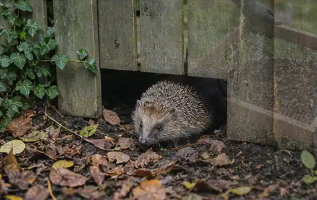 Igel nutzt einen bodennahen Durchgang unter einem hölzernen Gartenzaun; Thema Poolheizungen, Schwerpunkt Bestenliste; Ausgangslage.