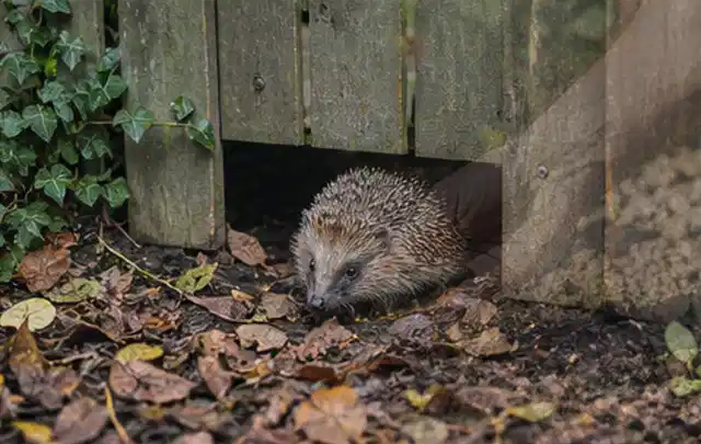 Igel nutzt einen bodennahen Durchgang unter einem hölzernen Gartenzaun; Thema Poolheizungen, Schwerpunkt Checkliste; Praxisalltag.
