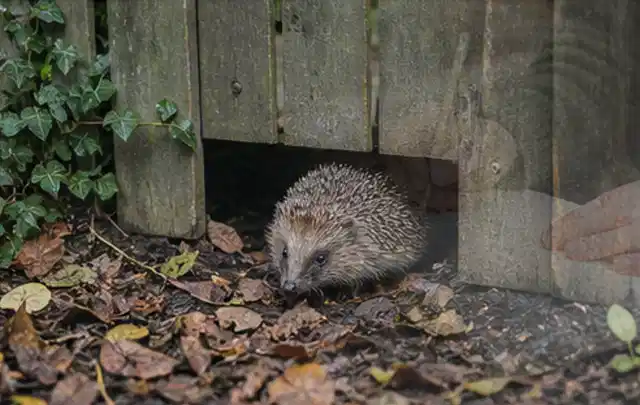 Igel nutzt einen bodennahen Durchgang unter einem hölzernen Gartenzaun; Thema Poolheizungen, Schwerpunkt Ersatzteile; Praxisalltag.