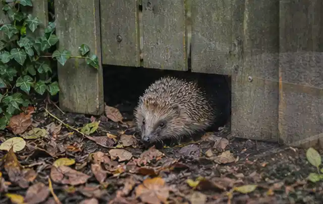 Igel nutzt einen bodennahen Durchgang unter einem hölzernen Gartenzaun; Thema Poolheizungen, Schwerpunkt Fehlerhilfe; Ergebnis.