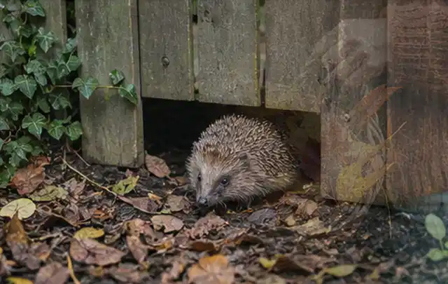 Igel nutzt einen bodennahen Durchgang unter einem hölzernen Gartenzaun; Thema Poolheizungen, Schwerpunkt Gärten mit kleiner Fläche; Praxisalltag.