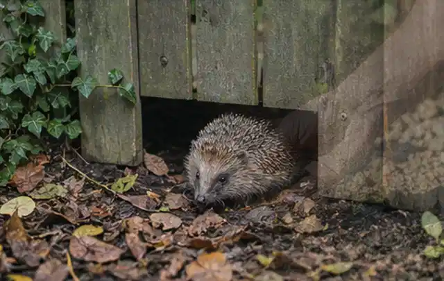 Igel nutzt einen bodennahen Durchgang unter einem hölzernen Gartenzaun; Thema Poolheizungen, Schwerpunkt Kaufberatung; Ergebnis.