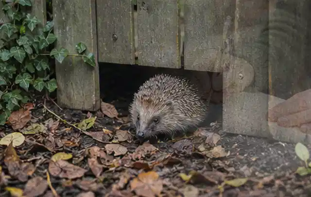 Igel nutzt einen bodennahen Durchgang unter einem hölzernen Gartenzaun; Thema Poolheizungen, Schwerpunkt Leistung; Kontrolle.
