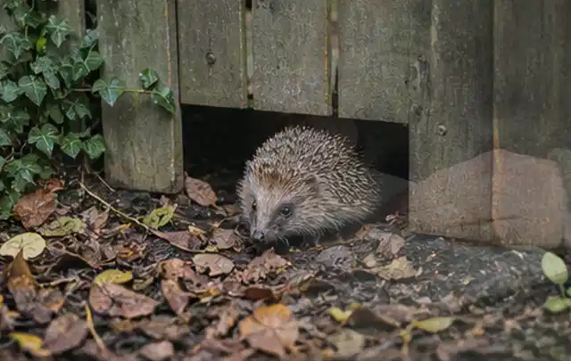 Igel nutzt einen bodennahen Durchgang unter einem hölzernen Gartenzaun; Thema Poolheizungen, Schwerpunkt Reinigung; Kontrolle.