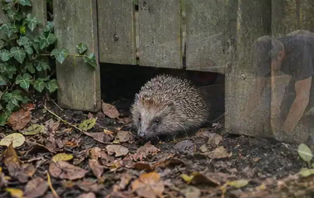 Igel nutzt einen bodennahen Durchgang unter einem hölzernen Gartenzaun; Thema Poolheizungen, Schwerpunkt Sicherheit; Ausgangslage.