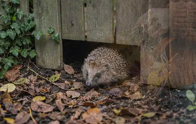 Igel nutzt einen bodennahen Durchgang unter einem hölzernen Gartenzaun; Thema Poolheizungen, Schwerpunkt Systemvergleich; Ausgangslage.