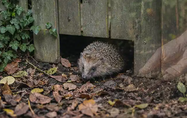 Igel nutzt einen bodennahen Durchgang unter einem hölzernen Gartenzaun; Thema Poolheizungen, Schwerpunkt Testkriterien; Ausgangslage.