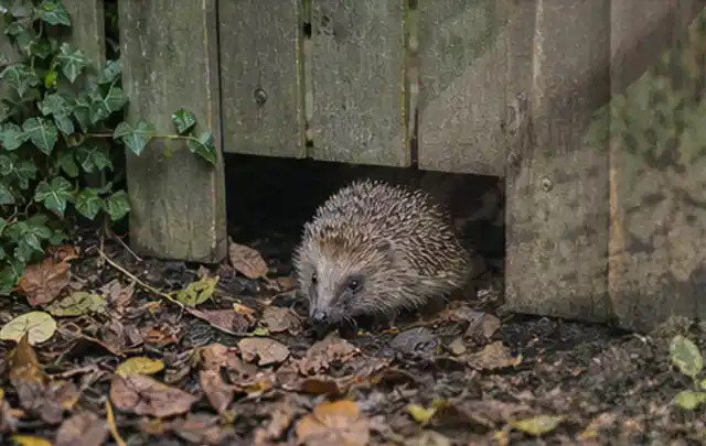 Igel nutzt einen bodennahen Durchgang unter einem hölzernen Gartenzaun; Thema Poolheizungen, Schwerpunkt Vergleich; Ausgangslage.