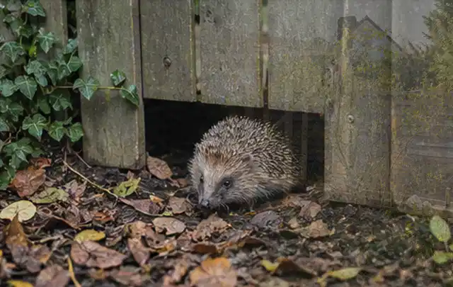 Igel nutzt einen bodennahen Durchgang unter einem hölzernen Gartenzaun; Thema Poolheizungen, Schwerpunkt Wartung; Ausgangslage.
