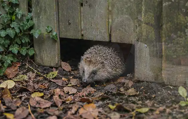 Igel nutzt einen bodennahen Durchgang unter einem hölzernen Gartenzaun; Thema Poolpflege, Schwerpunkt Anwendung; Kontrolle.