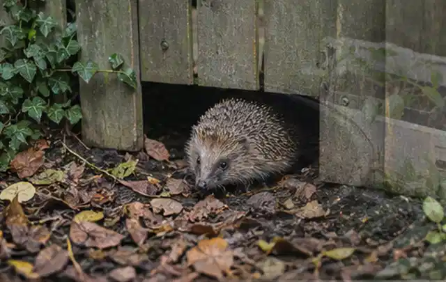 Igel nutzt einen bodennahen Durchgang unter einem hölzernen Gartenzaun; Thema Poolpflege, Schwerpunkt Bestenliste; Ergebnis.