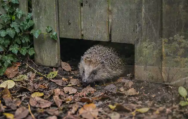 Igel nutzt einen bodennahen Durchgang unter einem hölzernen Gartenzaun; Thema Poolpflege, Schwerpunkt Checkliste; Umsetzung.