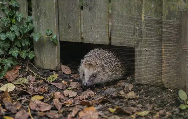 Igel nutzt einen bodennahen Durchgang unter einem hölzernen Gartenzaun; Thema Poolpflege, Schwerpunkt Fehlerhilfe; Kontrolle.