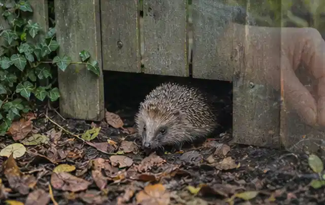 Igel nutzt einen bodennahen Durchgang unter einem hölzernen Gartenzaun; Thema Poolpflege, Schwerpunkt Kaufberatung; Umsetzung.