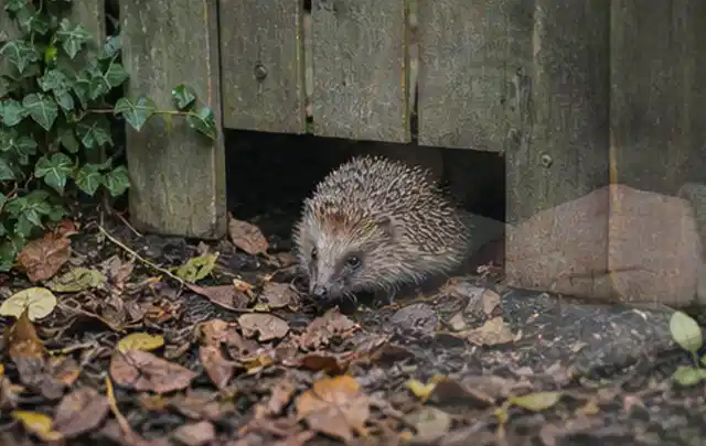 Igel nutzt einen bodennahen Durchgang unter einem hölzernen Gartenzaun; Thema Poolpflege, Schwerpunkt Kosten; Umsetzung.